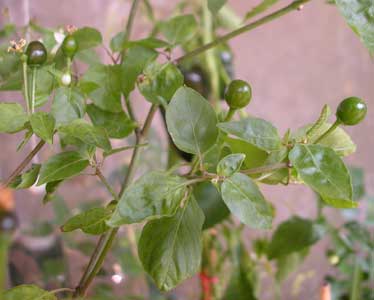 Tepin raw berries