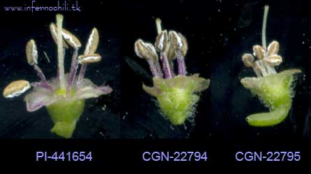 Praetermissum